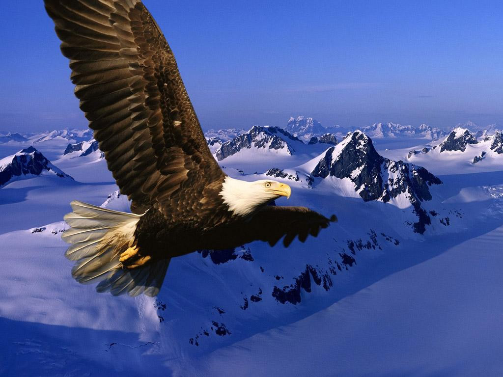 eagle